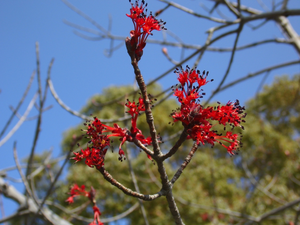 植物園の仲間「ハナノキ」の写真1